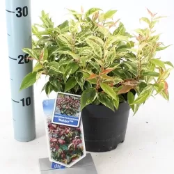 Svyrančioji leukotoja - Leucothoe fontanesiana LOVITA