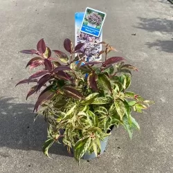 Svyrančioji leukotoja - Leucothoe fontanesiana LOVITA