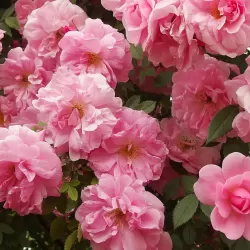 Rožė - Rosa JOHN DAVIS