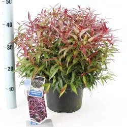Svyrančioji leukotoja - Leucothoe fontanesiana LOVITA