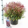 Svyrančioji leukotoja - Leucothoe fontanesiana LOVITA