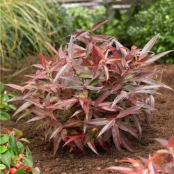 Svyrančioji leukotoja - Leucothoe fontanesiana LOVITA