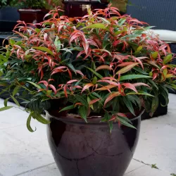 Svyrančioji leukotoja - Leucothoe fontanesiana LOVITA