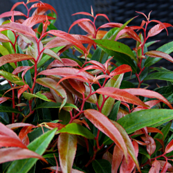 Svyrančioji leukotoja - Leucothoe fontanesiana LOVITA