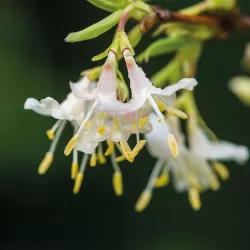 Kvapusis sausmedis - Lonicera fragrantissima