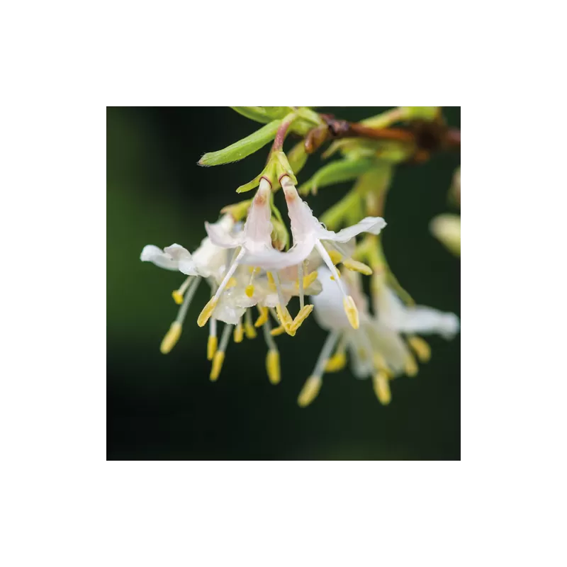 Lonicera fragrantissima