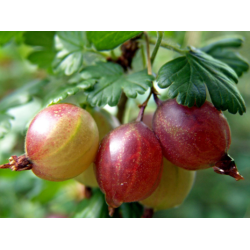 Agrastas (hibridinis, SAVAŠAKNIS) - Ribes uva-crispa...