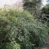 Lonicera fragrantissima