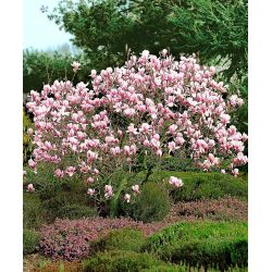 Sulanžo magnolija - Magnolia soulangeana CAMEO