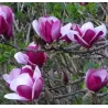 Garden plants/Trees/Flowers/ web-shop