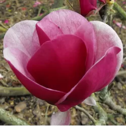 Garden plants/Trees/Flowers/ web-shop