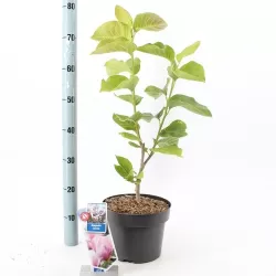 Garden plants/Trees/Flowers/ web-shop