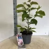 Garden plants/Trees/Flowers/ web-shop