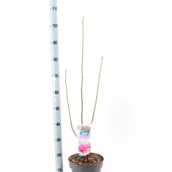 Magnolija - Magnolia CLEOPATRA