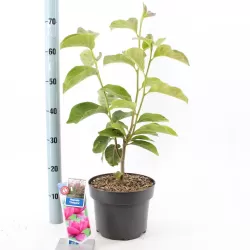 Magnolija - Magnolia CLEOPATRA