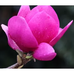 Magnolija - Magnolia CLEOPATRA