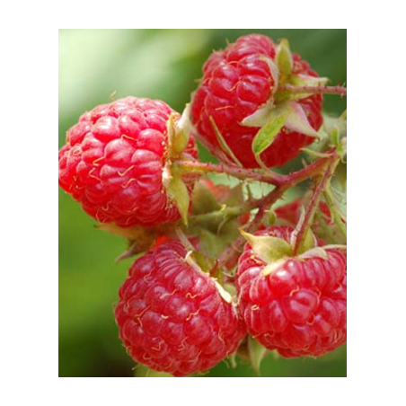 Raspberry - Rubus idaeus WILLAMETTE