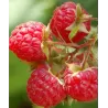 Paprastoji aviete - Rubus idaeus Willamette