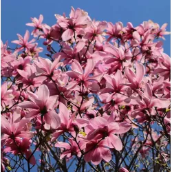 Magnolija - Magnolia GALAXY