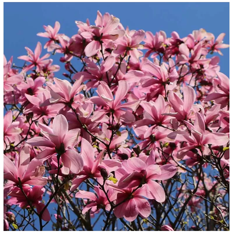 Magnolija - Magnolia GALAXY
