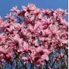 Magnolija - Magnolia GALAXY