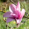 Magnolija - Magnolia GALAXY