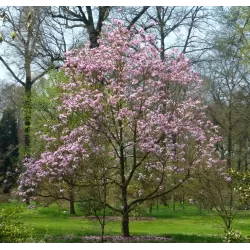 Magnolija - Magnolia GALAXY