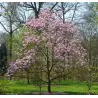 Magnolija - Magnolia GALAXY