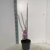 Magnolia GALAXY