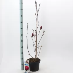 Magnolija - Magnolia GENIE