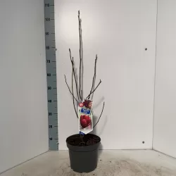 Magnolija - Magnolia GENIE