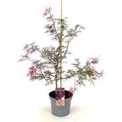 Plaštakinis klevas - Acer palmatum GARNET