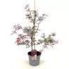 Plaštakinis klevas - Acer palmatum GARNET