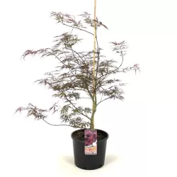 Acer palmatum GARNET TOWER