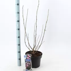 Magnolija - Magnolia stellata x nigra GEORGE HENRY KERN