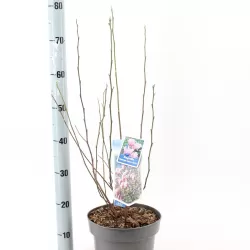 Magnolija - Magnolia stellata x nigra GEORGE HENRY KERN