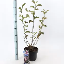 Magnolija - Magnolia stellata x nigra GEORGE HENRY KERN