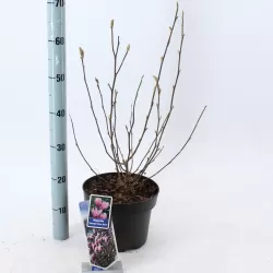 Magnolija - Magnolia stellata x nigra GEORGE HENRY KERN