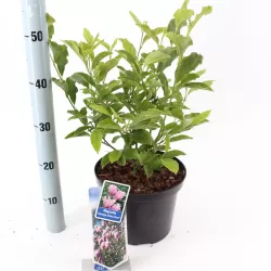 Magnolija - Magnolia stellata x nigra GEORGE HENRY KERN