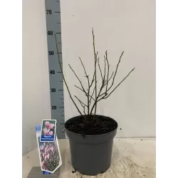 Magnolija - Magnolia stellata x nigra GEORGE HENRY KERN