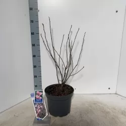 Magnolija - Magnolia stellata x nigra GEORGE HENRY KERN