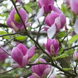Magnolija - Magnolia liliiflora x stellata Susan
