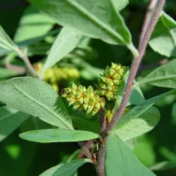 Pajūrinis sotvaras - Myrica gale