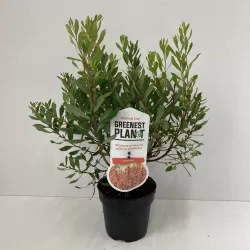 Pajūrinis sotvaras - Myrica gale