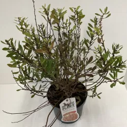 Pajūrinis sotvaras - Myrica gale