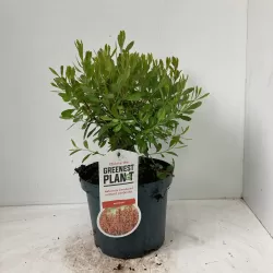 Pajūrinis sotvaras - Myrica gale