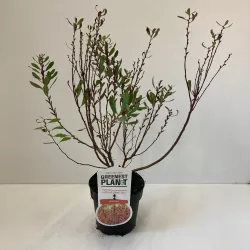 Pajūrinis sotvaras - Myrica gale