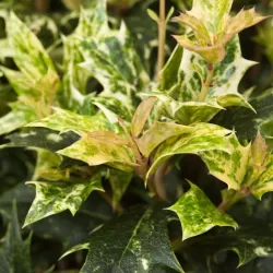 Įvairialapis osmantas (kvepenė) - Osmanthus heterophyllus GOSHIKI