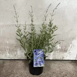 Perovskia atriplicifolia LITTLE SPIRE