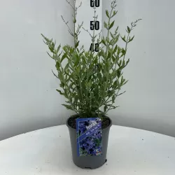 Perovskia atriplicifolia LITTLE SPIRE